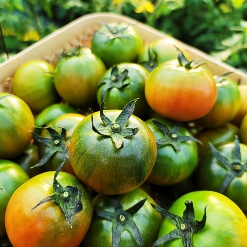 살다마켓x별그린농원 대저 짭짤이 토마토